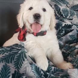 Loyal Royal - Golden male Golden Retriever puppy in Watkins, Colorado from Rollin' Goldies of Colorado