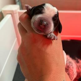 Minnie - Black tan and bluetick female Beagle puppy in Jasper, Texas from Beech Grove Beagles