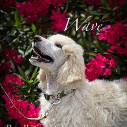 Wave - Cream male Poodle puppy in Greenville, North Carolina from Grace Poodles