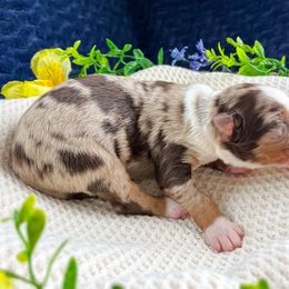 Miniature American Shepherd and Miniature Australian Shepherd Puppies from Sugartop Minis