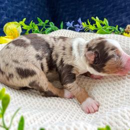 Miniature American Shepherd and Miniature Australian Shepherd Puppies from Sugartop Minis