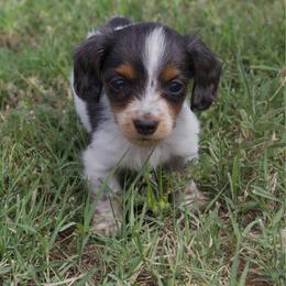 Pecos (health tested parents ) blue eyes - Dapple male Dachshund puppy in Midland, Texas from The Barefield Doxies