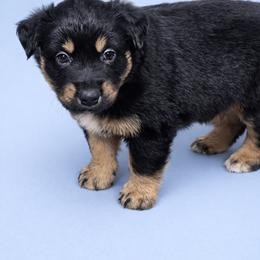 Spider (Miles) - Black tri male Miniature Australian Shepherd puppy in Orrtanna, Pennsylvania from Mountain Top Shepherd's