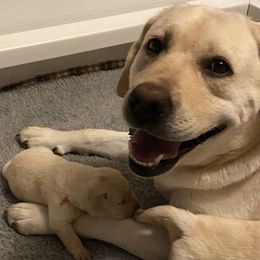 Labrador Retriever Puppies from Tobyan Labradors