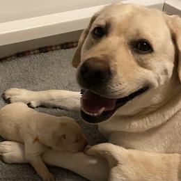 Labrador Retriever Puppies from Tobyan Labradors