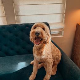 Caroline - Goldendoodle