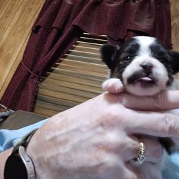 Mr. Mustache - White black and tan male Papillon puppy in Forest City, North Carolina from Eastern Papillions