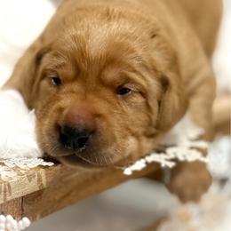 Pink Female - Yellow female Labrador Retriever puppy in Franklin, Virginia from Oak Hollow Retrievers
