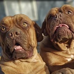 Dogues de Bordeaux and French Bulldogs from Amore Kennel