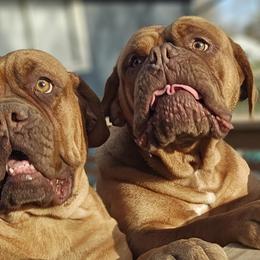 Dogues de Bordeaux and French Bulldogs from Amore Kennel