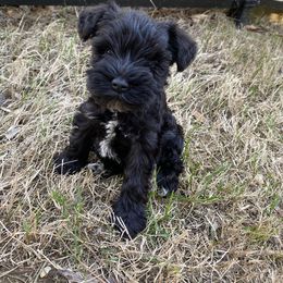 Miniature Schnauzer Puppies from Parsons’ Kennels