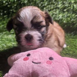 Sundae - Liver and white female Shih Tzu puppy in Brighton, Missouri from Morningstar's Shih Tzu