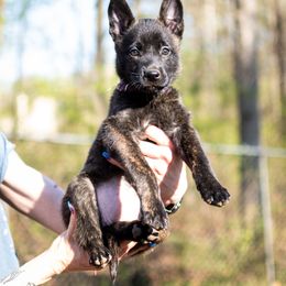Dutch Shepherd Puppies from Faberge Hollandse Herdershond