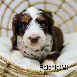 Assorted Doodle Crosses, Aussiedoodle, Australian Mountain Doodle, and Bernedoodle Puppies from North 40 Doodles