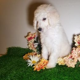 Poodle Puppies from Standard Hearts