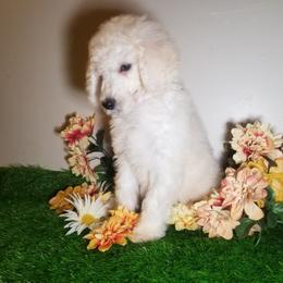 Poodle Puppies from Standard Hearts