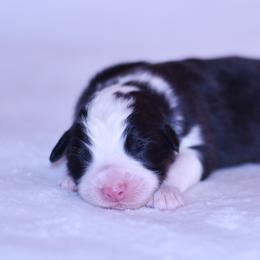 Sardinia - Black tri-color female Australian Shepherd puppy in Easton, Missouri from MMA Kennel
