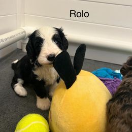 Bernedoodle and Cockapoo Puppies from Doodles of Joy