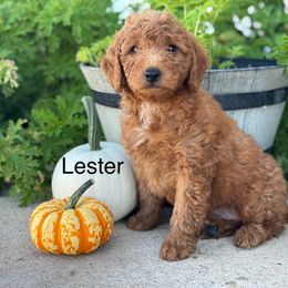 Lester - Red  male Goldendoodle puppy in Oxford, Pennsylvania from FriendlyPals
