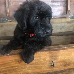 Whoodle Puppies from Schmidt's K9s