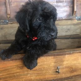 Whoodle Puppies from Schmidt's K9s