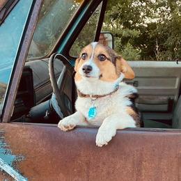 Pembroke Welsh Corgis from Parker Corgis