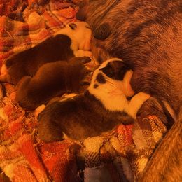 Ballerina - Red brindle and white female Bulldog puppy in Topeka, Kansas from Midwest Monster Made Bulldogs