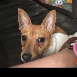 Ellie Mae - Toy Fox Terrier puppy from Debbie Hiles's Toy Fox Terriers
