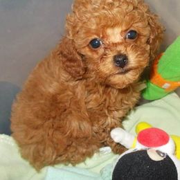 Poodle Puppies from Lowry Toy Poodles