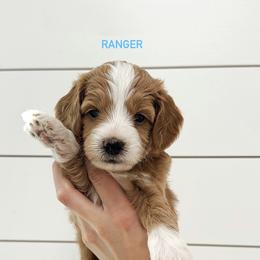 Ranger - Red  male Goldendoodle puppy in Rio Linda, California from GoldendoodlePaw