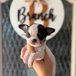Bud - Black and tan male Chihuahua puppy in Harrison, Michigan from Cloud9 Chihuahuas