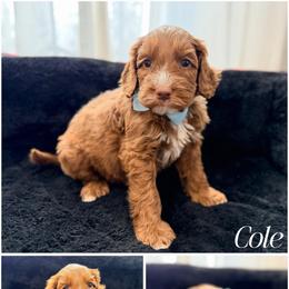 Cole - Caramel red male Australian Labradoodle puppy in Summerfield, North Carolina from Four Oaks Labradoodles