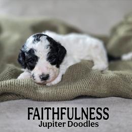 Faithfulness - Black and white male Bernedoodle puppy in Lake Bronson, Minnesota from Jupiter Doodles