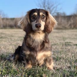 Stella - Dachshund