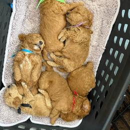 Purple - Red  female Poodle puppy in Northridge, California from Angel’s Goldendoodle Pups