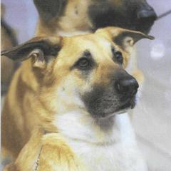 Chinook All Grown Up from Forever Greene Chinooks