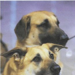 Chinook All Grown Up from Forever Greene Chinooks