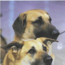 Chinook All Grown Up from Forever Greene Chinooks