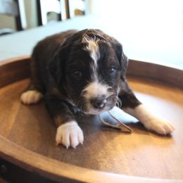 Bernedoodle Puppies from Doodle Dealers