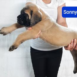 Sonny - Fawn male Mastiff puppy in Ava, Missouri from Ozark Mountain Mastiffs