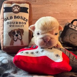 Eddie - White male Bulldog puppy in Grand Island, New York from Buckletucky Farm