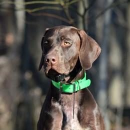 Gunner - German Shorthaired Pointer