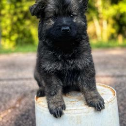 Sable boy - Sable male German Shepherd puppy in Pickens, South Carolina from Von Maqqedah Haus German Shepherds