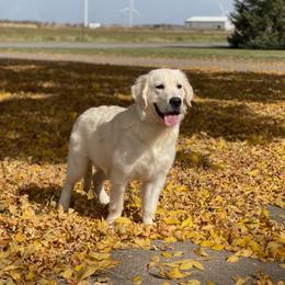 Wilbur - Golden Retriever