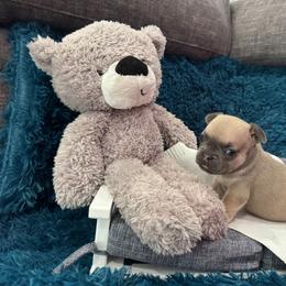 French Bulldog Puppies from The Frenchie Lady Co.