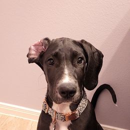 Great Dane All Grown Up from Majestic Giants Great Danes