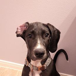 Great Dane All Grown Up from Majestic Giants Great Danes