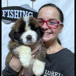 Orange - Mahogany and white male Saint Bernard puppy in New Philadelphia, Ohio from Fletchers Saints