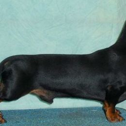 Dachshunds from Hidden Cedars AKC mini dachshunds