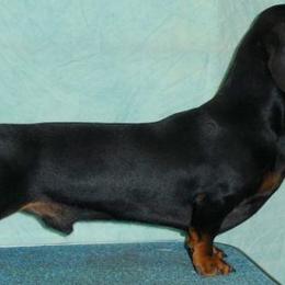 Dachshunds from Hidden Cedars AKC mini dachshunds